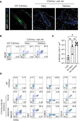 Selective Expansion of Tregs Using the IL-2 Cytokine Antibody Complex Does Not Reverse Established Alopecia Areata in C3H/HeJ Mice